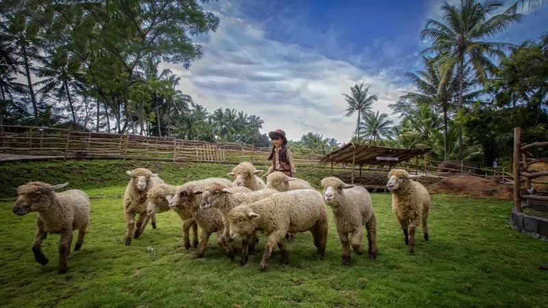 cimory dairyland semarang